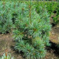 Pinus koraiensis 'Silveray' 60–80 cm, výška v dospělosti 10m