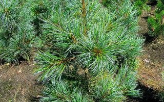 Pinus koraiensis 'Silveray' 60–80 cm, výška v dospělosti 10m