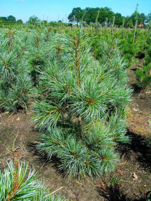 Pinus koraiensis 'Silveray' 60–80 cm, výška v dospělosti 10m - Obrázek 1
