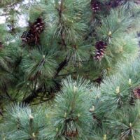 Pinus peuce 'Glauca Compacta' 80–100 cm