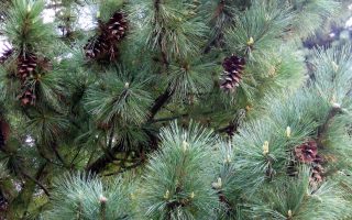 Pinus peuce 'Glauca Compacta' 80–100 cm