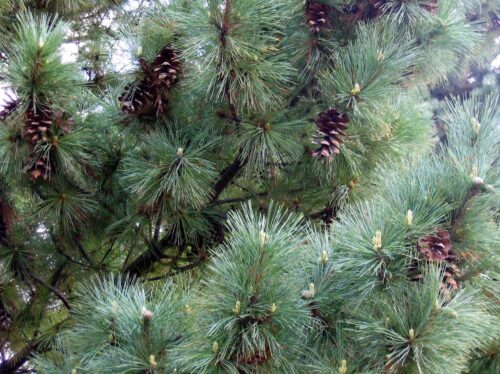 Pinus peuce 'Glauca Compacta' 80–100 cm - Obrázek 1
