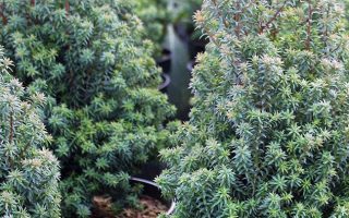 Chamaecyparis lawsoniana 'Thyoides'