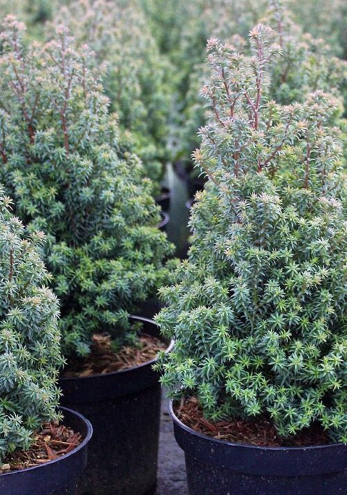Chamaecyparis lawsoniana 'Thyoides' - Image 1