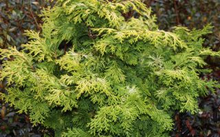 Chamaecyparis obt. 'Rashahiba' 20–30 cm