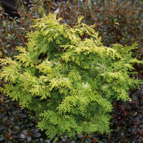 Chamaecyparis obt. 'Rashahiba' 20–30 cm - Obrázek 1