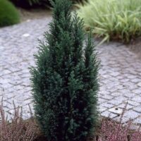 Chamaecyparis lawsoniana 'Ellwoodii'