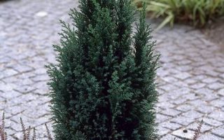Chamaecyparis lawsoniana 'Ellwoodii'