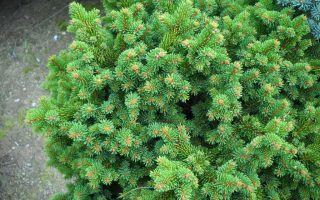 Picea abies 'Procumbens Holata' 40 KM