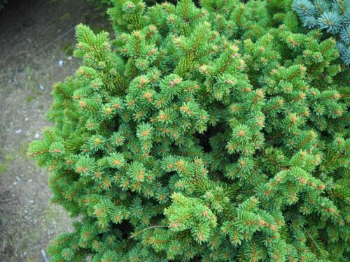 Picea abies 'Procumbens Holata' 40 KM - Obrázek 1