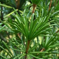 Sciadopitys verticillata