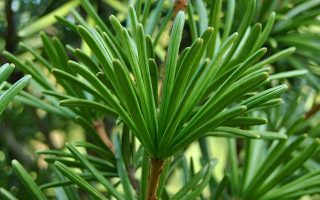 Sciadopitys verticillata