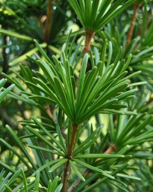 Sciadopitys verticillata - Image 1