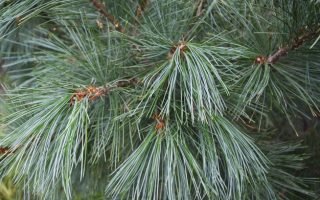 Pinus peuce 'Glauca Compacta' 60–80 cm