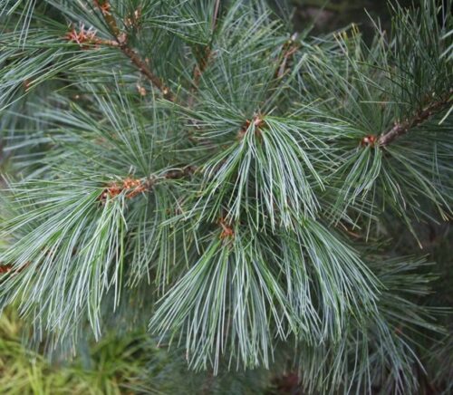 Pinus peuce 'Glauca Compacta' 60–80 cm - Obrázek 1