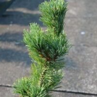 Pinus parviflora Kan–zan 50–60