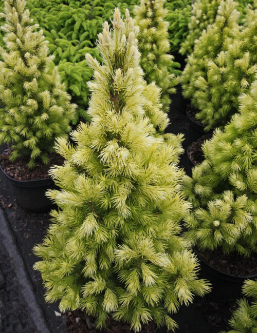 Picea glauca 'Bisenthaler Fruhling', 30–40 cm - Obrázek 1