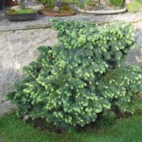 Pseudotsuga menziesii 'Fletcheri', 30–40 cm