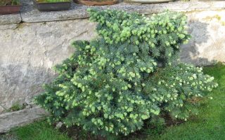 Pseudotsuga menziesii 'Fletcheri', 30–40 cm