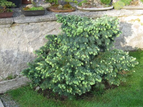 Pseudotsuga menziesii 'Fletcheri', 30–40 cm - Obrázek 1