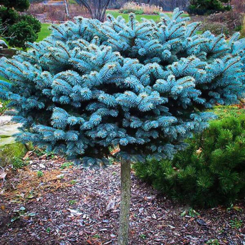 Picea pungens 'Spack', 40–60 cm - Obrázek 1