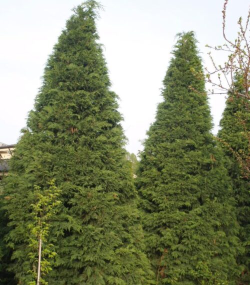 Cupressocyparis l. 'Geusert' 40–60 cm - Obrázek 1