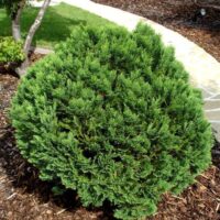 Chamaecyparis lawsoniana 'Minima Glauca'