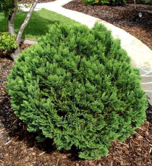 Chamaecyparis lawsoniana 'Minima Glauca' - Obrázek 1