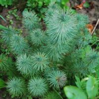 Pinus pinea 'Silver Crest'