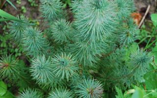 Pinus pinea 'Silver Crest'
