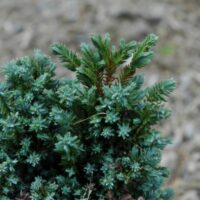 Chamaecyparis l. 'Rimpelaar' 15–20 cm