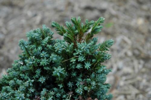 Chamaecyparis l. 'Rimpelaar' 15–20 cm - Obrázek 1
