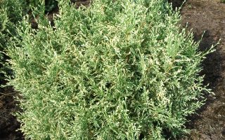 Chamaecyparis l. 'Pearly Swirl' s' 20–25 cm