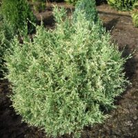 Chamaecyparis l. 'Pearly Swirl' s' 20–25 cm