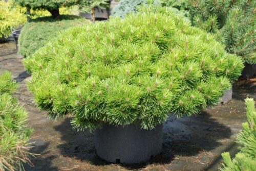 Pinus densiflora ´Jane Kluis´ 25–30 P 23, výška v dospělosti 75cm - Obrázek 1