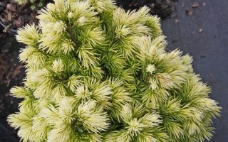 Picea abies 'Jalako Gold', 15–20 cm