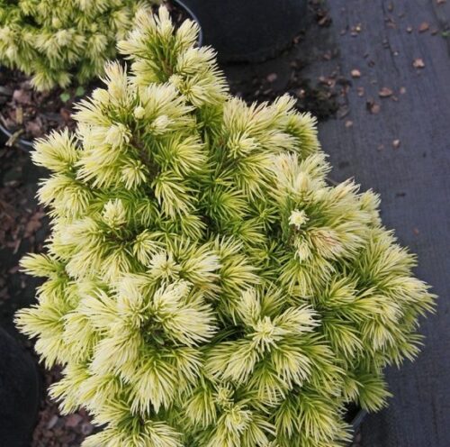 Picea abies 'Jalako Gold', 15–20 cm - Obrázek 1