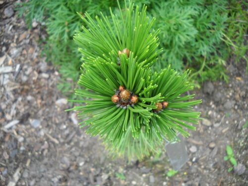 Pinus ´WB3´ 30–40 K5 - Obrázek 1