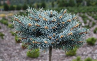 Picea pungens 'Nidiformis Kalouš'