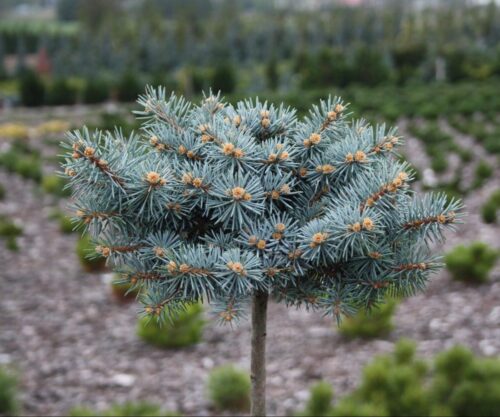 Picea pungens 'Nidiformis Kalouš' - Obrázek 1