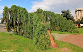 Sequoiadendron giganteum 'Pendulum' 100–125 cm