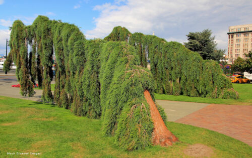 Sequoiadendron giganteum 'Pendulum' 100–125 cm - Obrázek 1