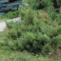 Pinus strobus 'Ontario' 20–30 cm