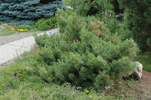 Pinus strobus 'Ontario' 20–30 cm - Obrázek 1
