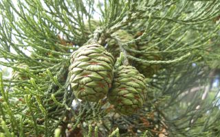 Sequoiadendron giganteum 30–40 cm