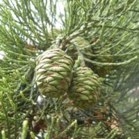 Sequoiadendron giganteum 30–40 cm