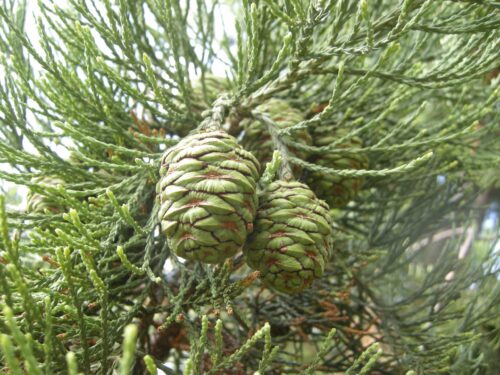 Sequoiadendron giganteum 30–40 cm - Obrázek 1