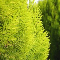 Thuja orientalis ´Pyramidalis Aurea´ 20–30 K2,5
