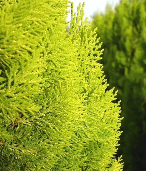 Thuja orientalis ´Pyramidalis Aurea´ 20–30 K2,5 - Obrázek 1