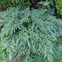 Juniperus squam. 'Little Joanna', 15–20 cm